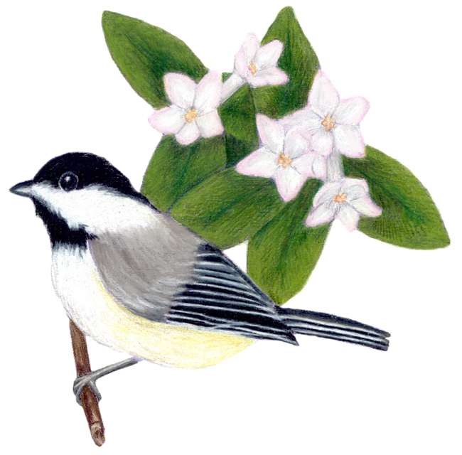 Massachusetts State Bird and Flower Chickadee / Parus atricapillus